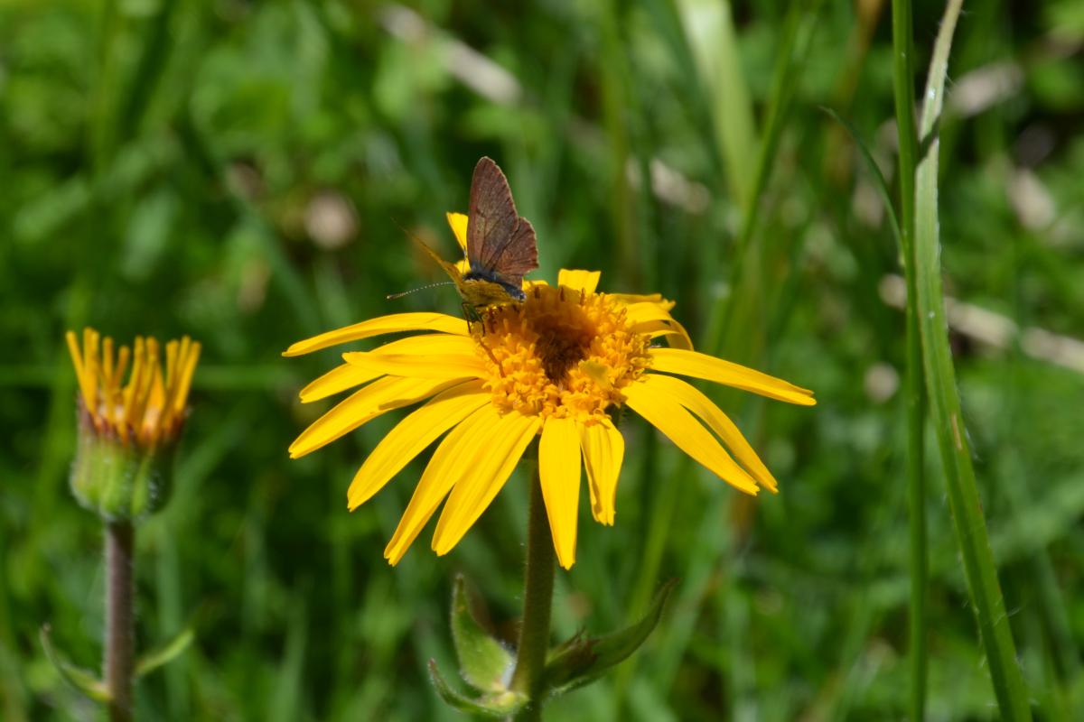 Platzer Alm 27.06.2022